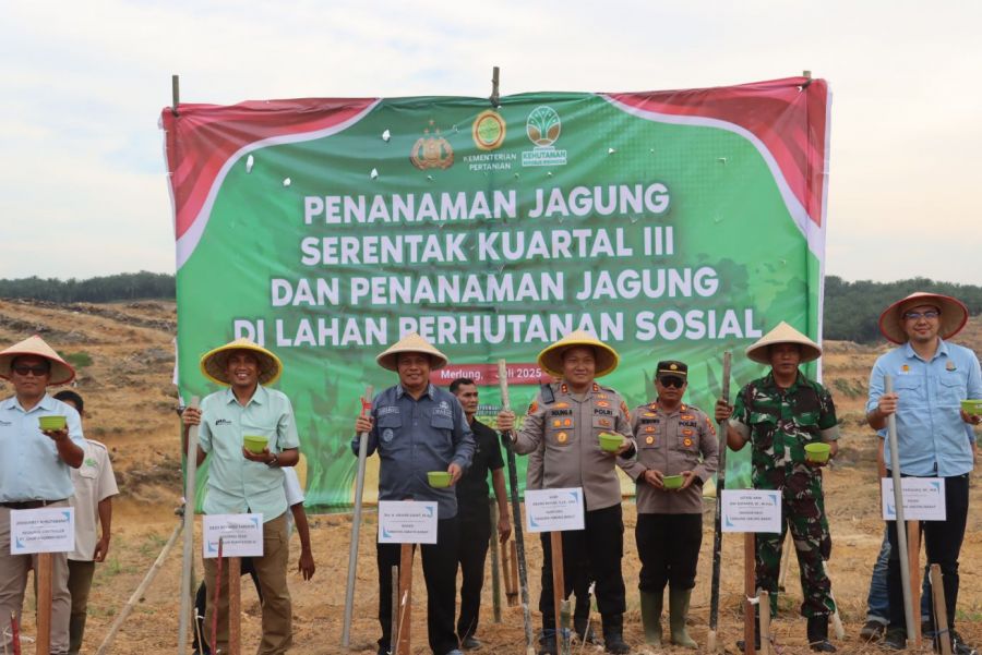 5 Hektar Lahan Perhutanan Sosial Disulap Jadi Kebun Jagung Hibrida oleh Forkopimda Tanjab Barat