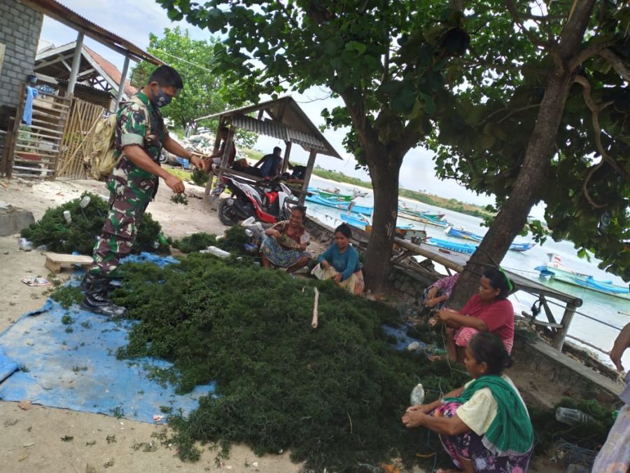 Babinsa Kodim 1615/Lotim Tetap Eksis Dampingi Petani