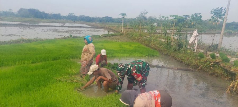 Babinsa Simo Bantu Petani Percepat Masa Tanam Padi di Blagung