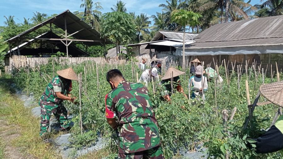 Danramil 1615-11/Aikmel Dukung Ketahanan Pangan di Wilayah Binaan