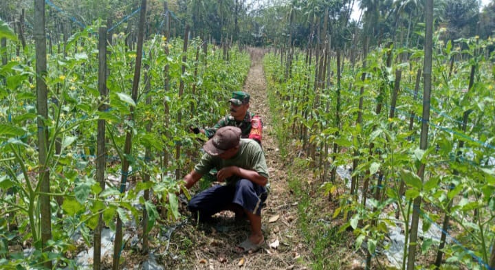 Dukung Ketahanan Pangan Melalui Komsos, Babinsa Kodim 1002/HST di Wilayah Binaan