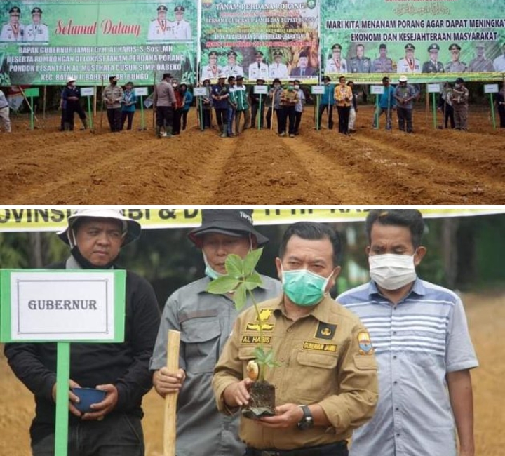 Gubernur Al Haris: Tanaman Porang Akan Menjadi Komoditi Unggulan Jambi