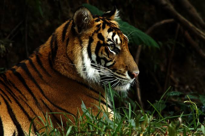 Harimau Sumatera Terkam Warga Hingga Meninggal di Tempat