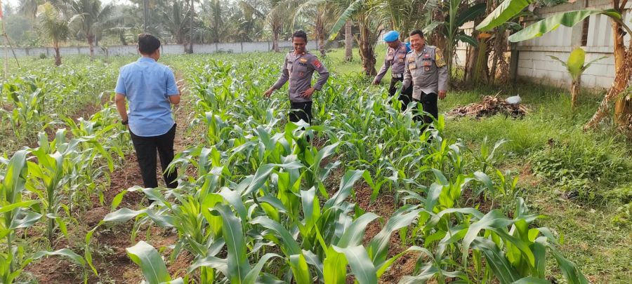 Kapolsek Purwakarta Cek Tanaman Jagung Pastikan Pertumbuhan Jagung