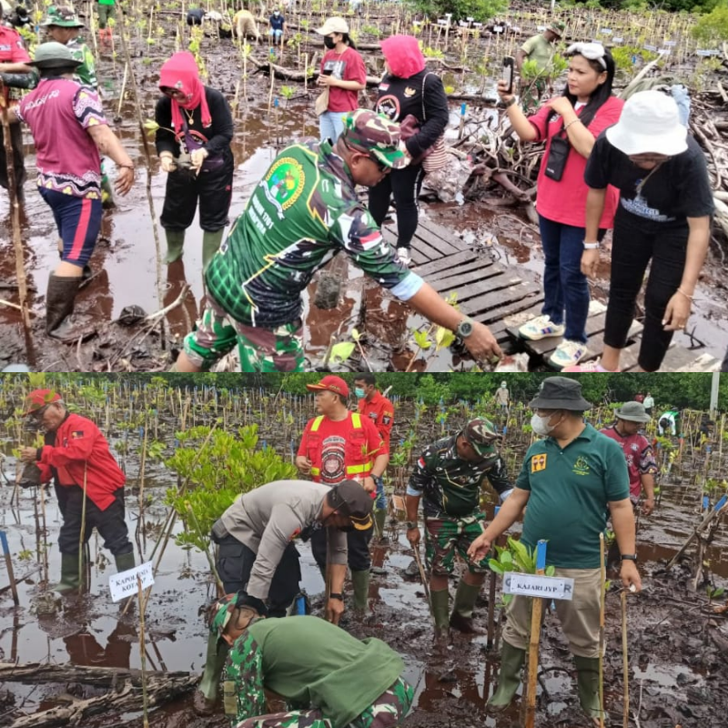 Kodim 1701/Jayapura Ikut Menanam 500 Mangrove di Teluk Youtefa