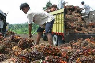 Petani Kelapa Sawit  Sambut Gembira Keputusan Jokowi