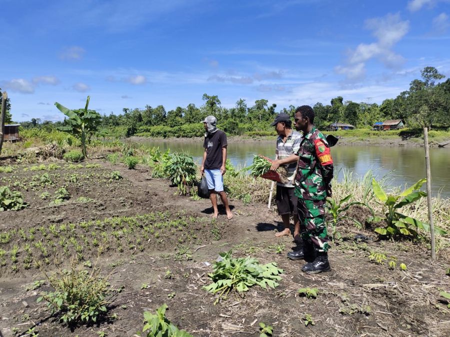 Sukseskan Ketahanan Pangan, Kodim 1715/Yahukimo Dampingi Petani Jagung di Distrik Dekai