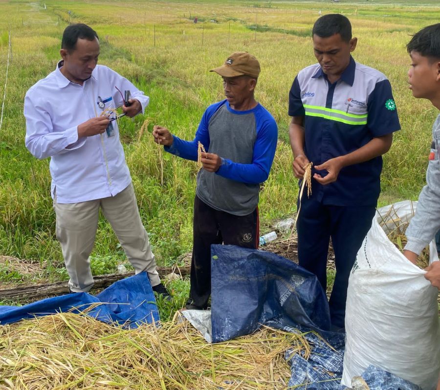 Tak Perlu Tengkulak, Bulog Jambi Buka Akses Langsung Serap Gabah Petani