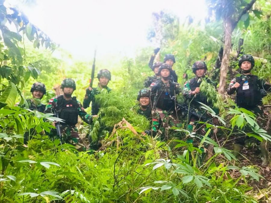 TNI Kembali Temukan Ladang Ganja Seluas Lima Hektar