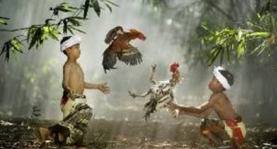 Marak Perjudian Tajen di Jembrana, Ketua Formasi Kecam: Jangan Ada Kongkalikong dan Upeti!